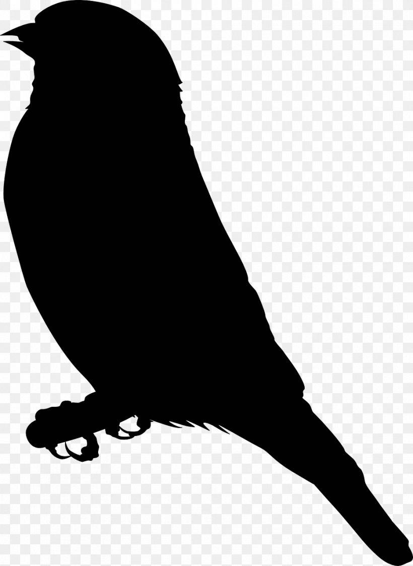 Finch Drawing Clip Art, PNG, 934x1280px, Finch, Beak, Bird, Black And White, Drawing Download Free