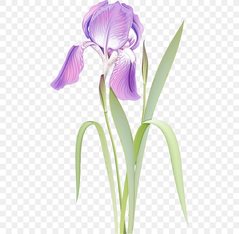 Flower Flowering Plant Plant Violet Petal, PNG, 479x800px, Flower, Flowering Plant, Iris, Orris Root, Petal Download Free