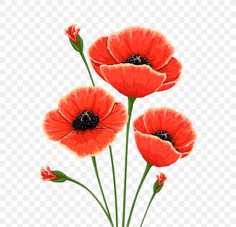 Common Poppy Flower Remembrance Poppy Clip Art, PNG, 600x791px, Poppy