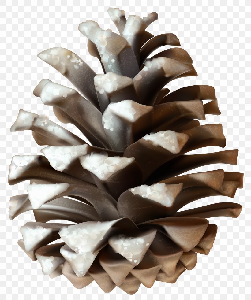 Conifer Cone Pine Clip Art, PNG, 3406x4078px, Conifer Cone, California Foothill Pine, Cone, Fir, Fruit Download Free