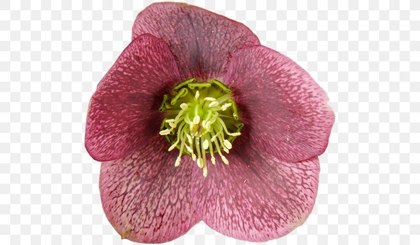 Cowell's Garden Centre Helleborus Orientalis Plant Color Kwekerij Het Wilgenbroek, PNG, 600x480px, Helleborus Orientalis, Color, Flower, Hellebore, Magenta Download Free