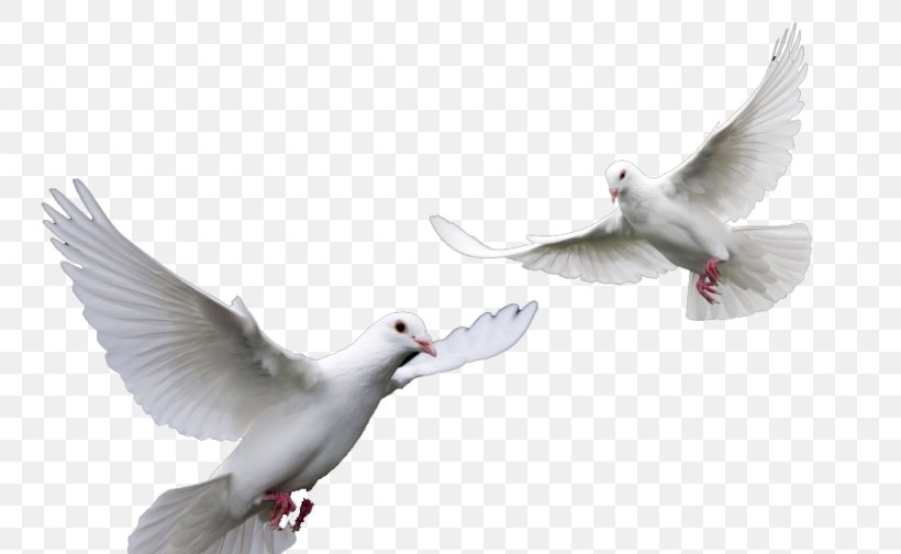 Dove Bird, PNG, 1024x630px, Homing Pigeon, Arctic Tern, Beak, Bird, Columbiformes Download Free