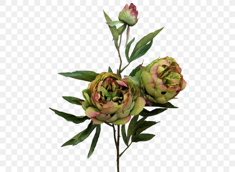 Garden Roses Flowerpot Plastic IKEA Cachepot, PNG, 800x600px, Garden Roses, Bud, Cachepot, Common Water Hyacinth, Crock Download Free