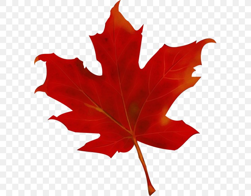Red Maple Leaf, PNG, 595x640px, Watercolor, Autumn, Autumn Leaf Color, Black Maple, Black Oak Download Free