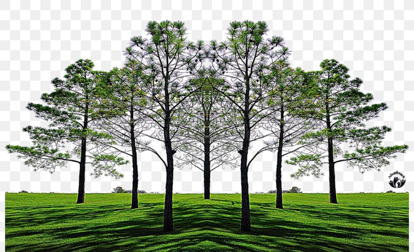 Family Tree Widescreen 1080p UXGA, PNG, 800x500px, Family Tree, Aspect Ratio, Biome, Branch, Conifer Download Free