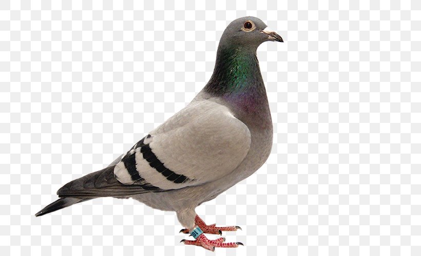 Homing Pigeon Columbidae American Show Racer Bird Chinese Owl Pigeon, PNG, 749x500px, Homing Pigeon, American Show Racer, Animal, Beak, Bird Download Free