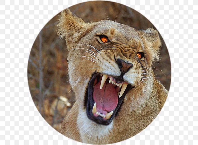 Lion Maasai Mara Serengeti Roar Photography, PNG, 600x600px, Lion, Aggression, Big Cats, Carnivoran, Cat Like Mammal Download Free