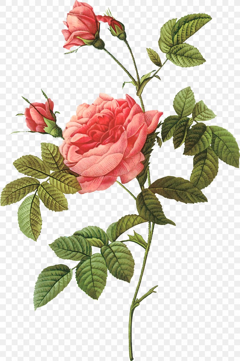 Pierre-Joseph Redoutxe9 (1759-1840) Rose Painter Printing Lithography, PNG, 1021x1537px, Pierrejoseph Redoutxe9 17591840, Art, Branch, China Rose, Drawing Download Free
