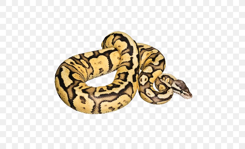 Snake Ball Python Reptile Stock Photography, PNG, 500x500px, Snake, Ball Python, Boa Constrictor, Boas, Green Anaconda Download Free
