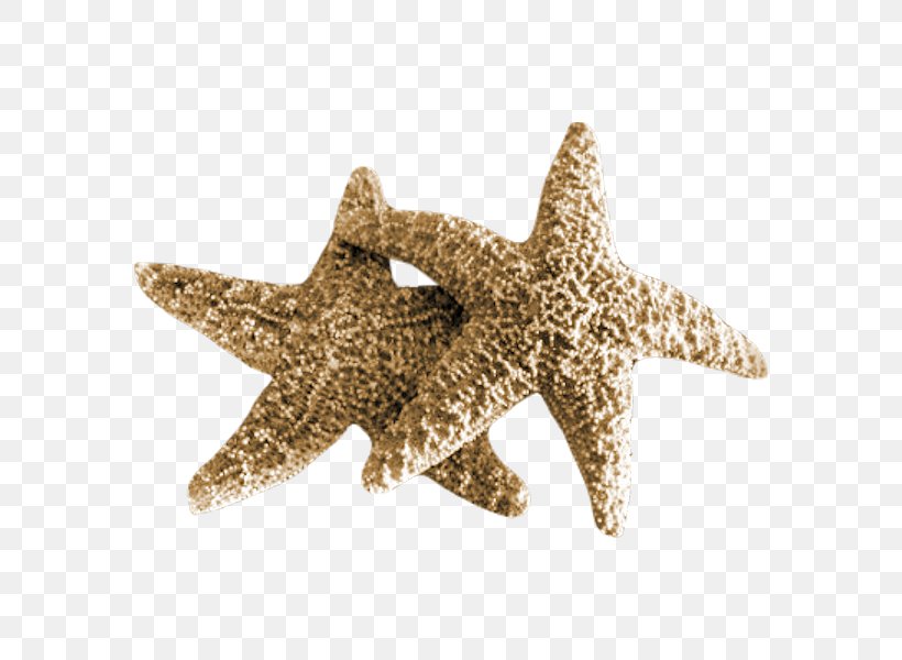 Starfish Sea Mollusc Shell, PNG, 600x600px, Starfish, Beach, Dead Sea, Echinoderm, Gratis Download Free