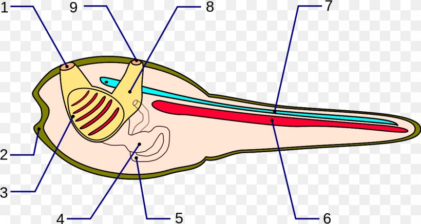 Ascidians Notochord Anatomy Neural Tube Kiemendarm, PNG, 1280x683px, Watercolor, Cartoon, Flower, Frame, Heart Download Free