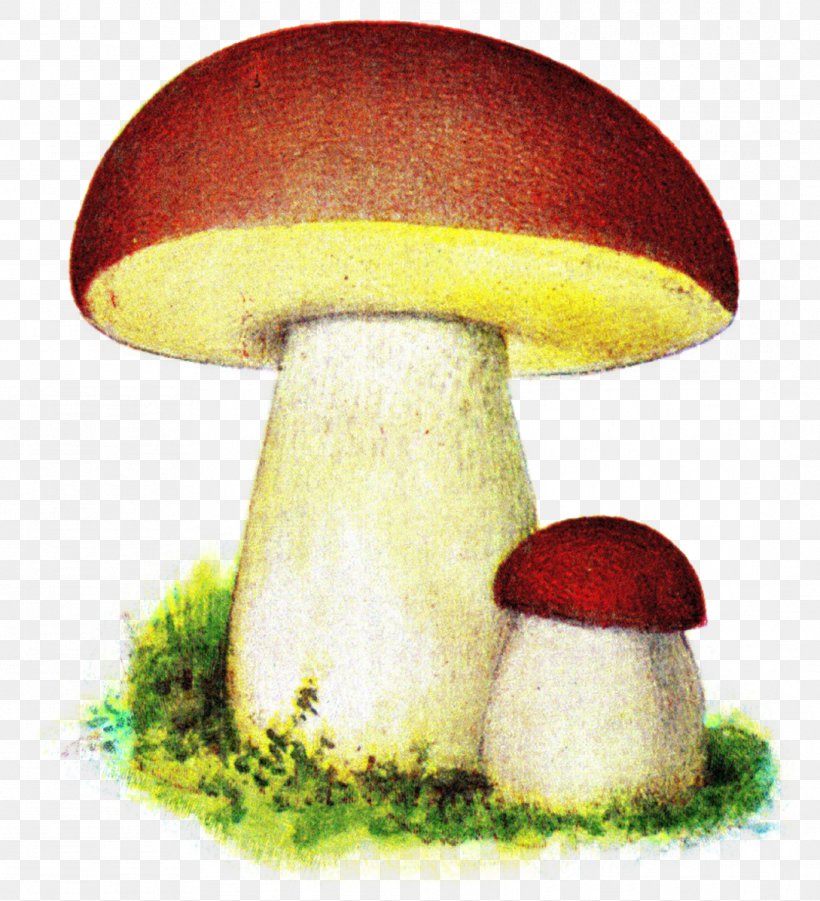 Fungus Boletus Edulis Iduns Kokbok Mushroom Pileus, PNG, 1089x1197px, Fungus, Amanita Muscaria, Basidiomycota, Boletaceae, Boletales Download Free