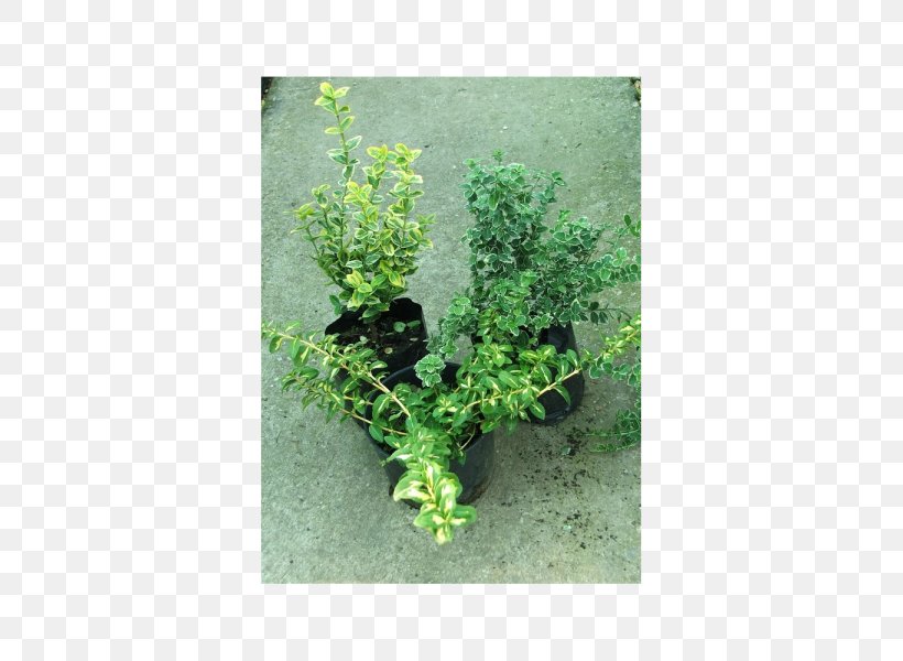 Herb Flowerpot Shrub, PNG, 600x600px, Herb, Flowerpot, Grass, Plant, Shrub Download Free