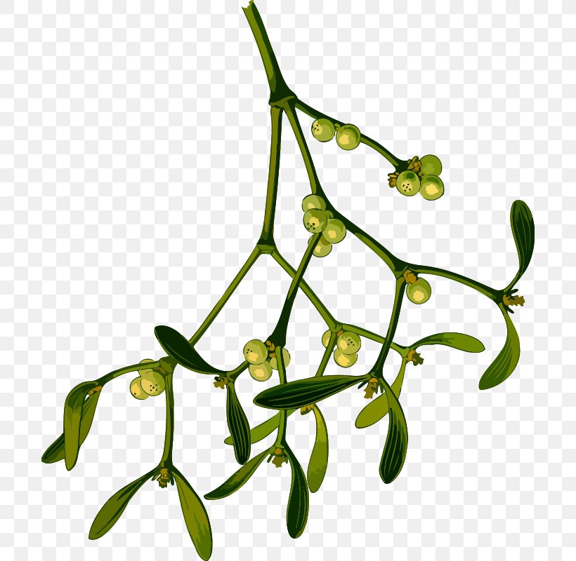 Mistletoe Drawing Phoradendron Tomentosum Clip Art, PNG, 702x800px, Mistletoe, Black And White, Branch, Christmas, Drawing Download Free