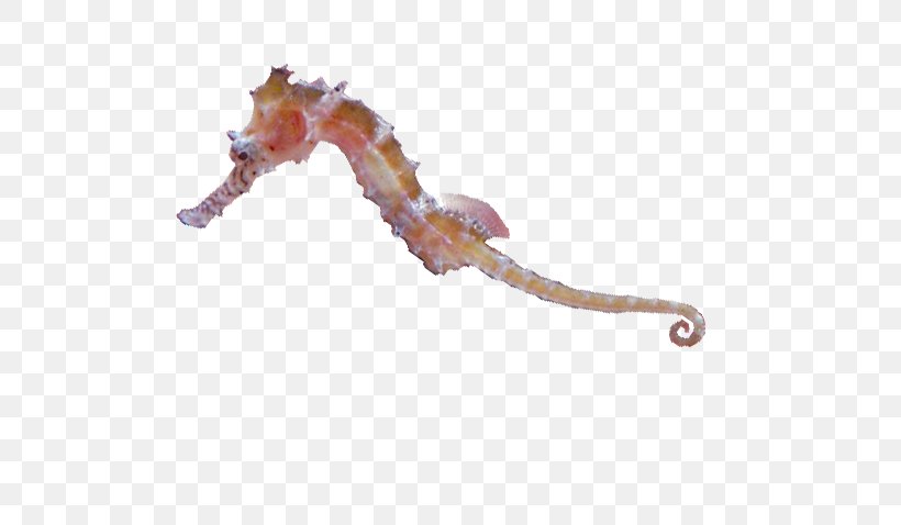 Seahorse Animal Listverse Sydney .com, PNG, 540x478px, Seahorse, Adaptation, Animal, Aquarium, Arkive Download Free