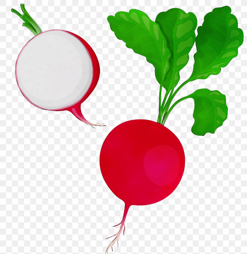 Vegetable Beetroot Radish Flower Fruit, PNG, 1000x1031px, Watercolor, Beetroot, Flower, Fruit, Paint Download Free