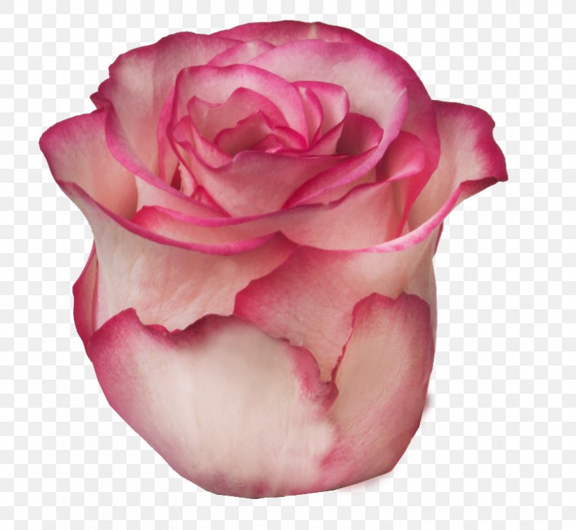 Garden Roses Cabbage Rose Floribunda Flower Petal, PNG, 835x768px, Garden Roses, Bud, Cabbage Rose, Close Up, Cut Flowers Download Free