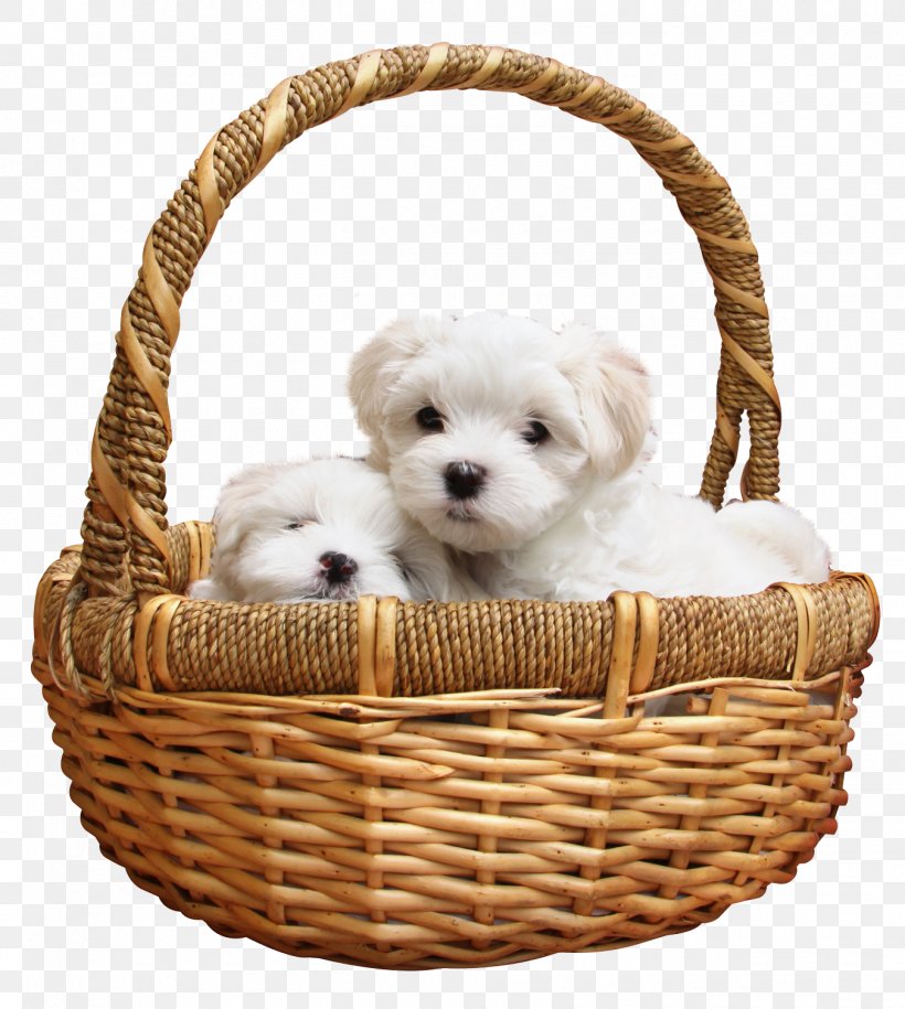 Maltese Dog Bichon Frise Dalmatian Dog Siberian Husky Morkie, PNG, 1350x1507px, Maltese Dog, Animal, Basket, Bichon Frise, Carnivoran Download Free