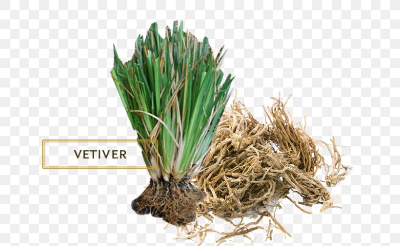 Vetiver Essential Oil Herb Perfume, PNG, 721x506px, Vetiver, Aroma Compound, Commodity, Doterra, Essential Amino Acid Download Free