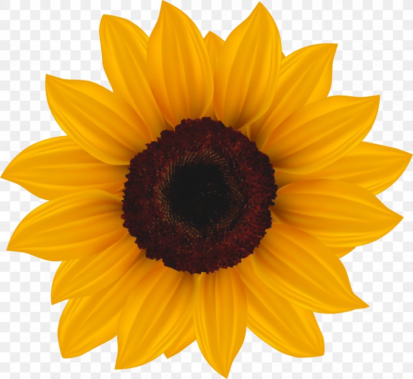 Common Sunflower Clip Art, PNG, 1200x1103px, Common Sunflower, Close Up, Daisy Family, Document, Flower Download Free
