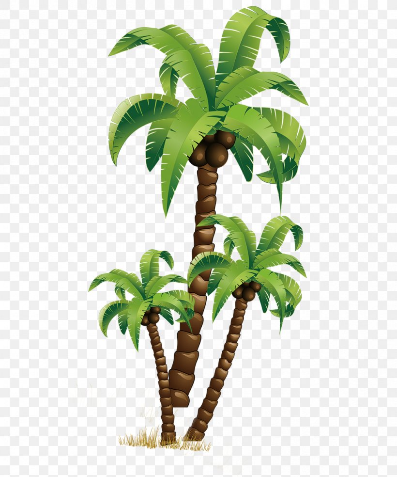 Download Coconut, PNG, 999x1200px, Coconut, Arecales, Coreldraw, Flowerpot, Houseplant Download Free