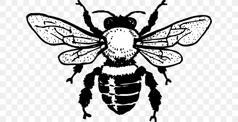 European Dark Bee Honey Bee Clip Art, PNG, 640x420px, European Dark Bee, Art, Arthropod, Artwork, Bee Download Free