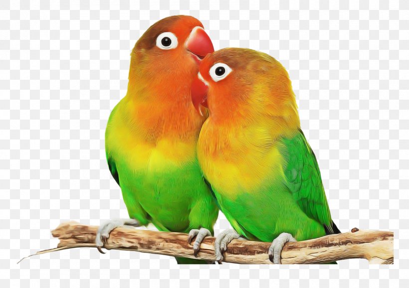 Lovebird, PNG, 1700x1200px, Bird, Adaptation, Beak, Budgie, Lovebird Download Free