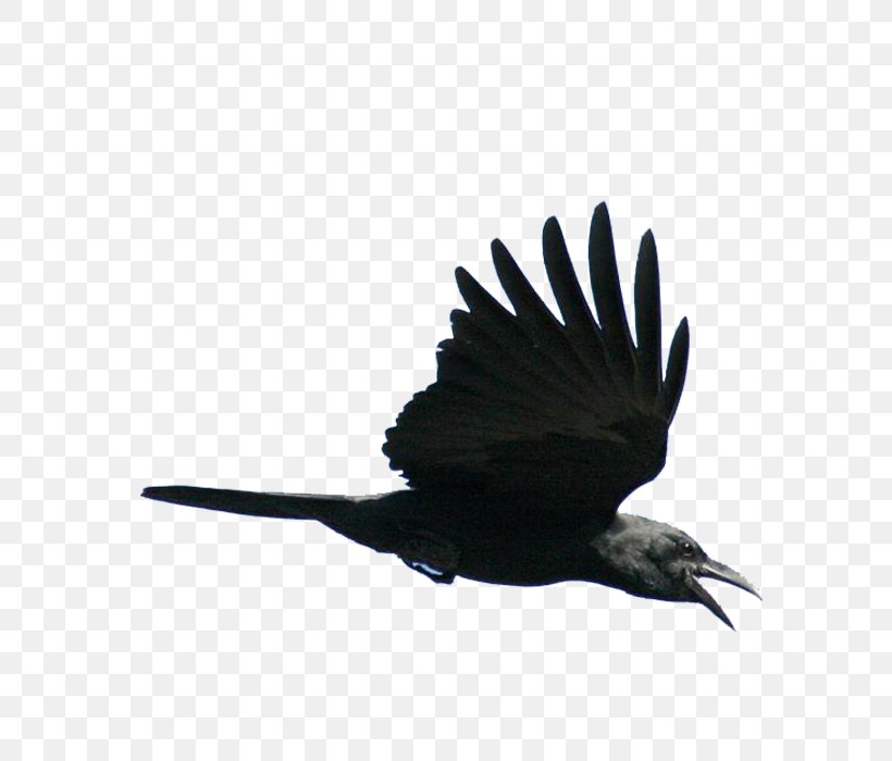 Bird Viking, PNG, 700x700px, Bird, American Crow, Beak, Bird Flight, Black And White Download Free