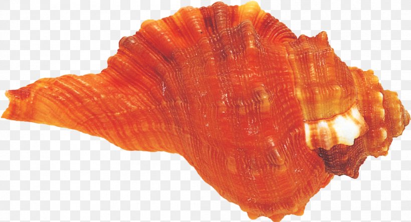 Mollusc Shell Conchology Seashell, PNG, 1056x571px, Mollusc Shell, Closeup, Conch, Conchology, Fish Download Free