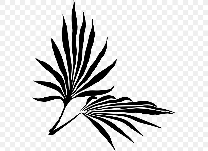 Palm Branch Frond Clip Art, PNG, 564x594px, Palm Branch, Artwork, Black And White, Botany, Branch Download Free