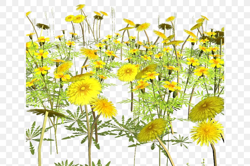 Yellow Flower Clip Art, PNG, 650x546px, Yellow, Chamaemelum Nobile, Chrysanths, Color, Common Sunflower Download Free