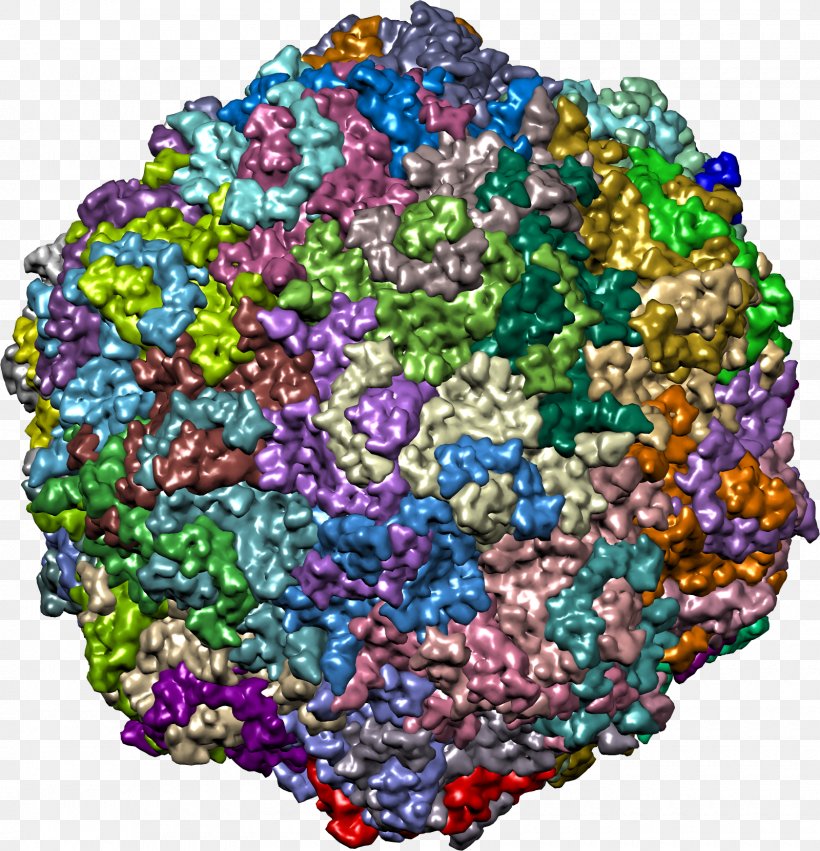 Enterovirus 71 RNA Virus Biology, PNG, 1600x1662px, Enterovirus, Art, Bead, Biology, Disease Download Free