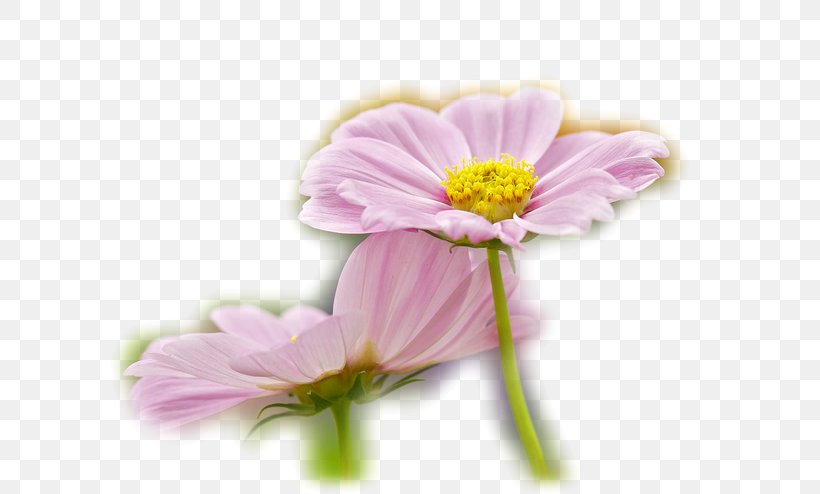 Garden Roses Garden Cosmos Petal Chrysanthemum, PNG, 650x494px, Watercolor, Cartoon, Flower, Frame, Heart Download Free