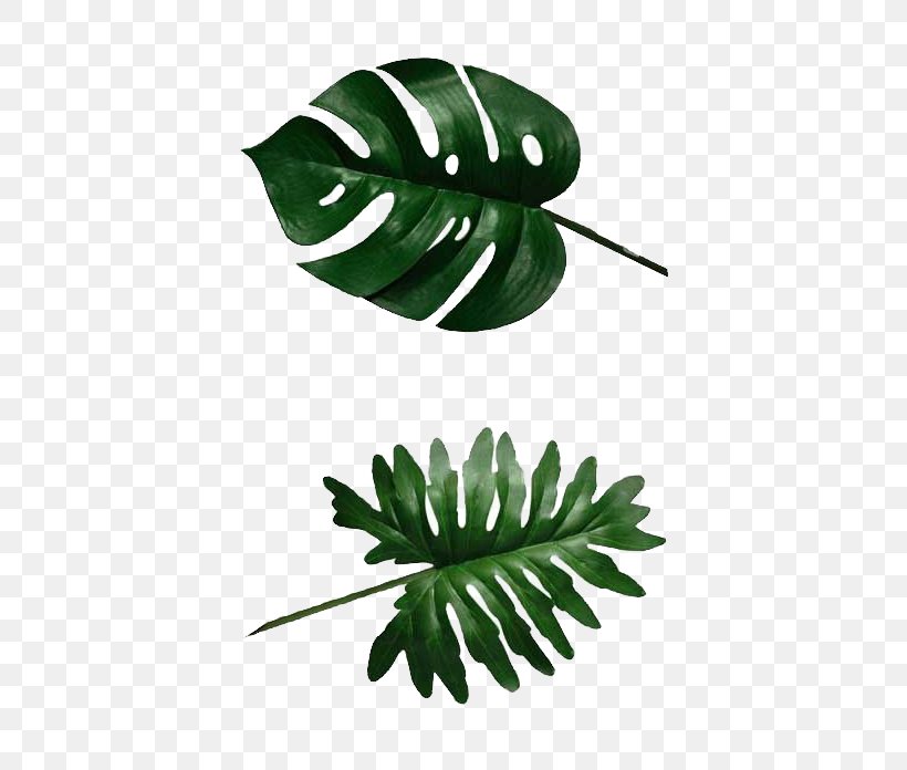 Swiss Cheese Plant Banana Leaf Philodendron, PNG, 400x696px, Swiss Cheese Plant, Art, Banana Leaf, Clothing, Curtain Download Free