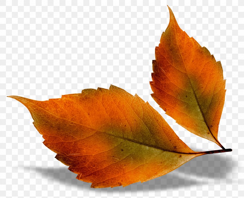 Autumn Leaf Color, PNG, 1971x1600px, Autumn Leaf Color, Autumn, Color, Leaf, Maple Leaf Download Free