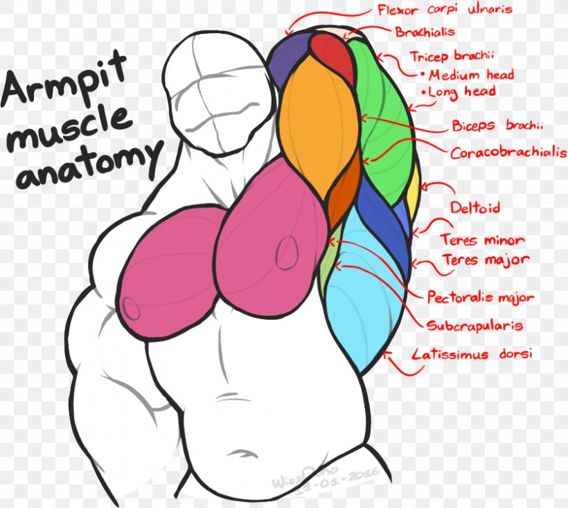 Axilla Human Body Anatomy Forearm Muscle, PNG, 837x750px, Watercolor, Cartoon, Flower, Frame, Heart Download Free