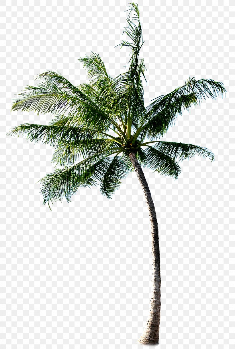 Cachaxe7a Coconut Tree, PNG, 1428x2119px, Coconut, Accommodation, Arecales, Beach, Building Download Free
