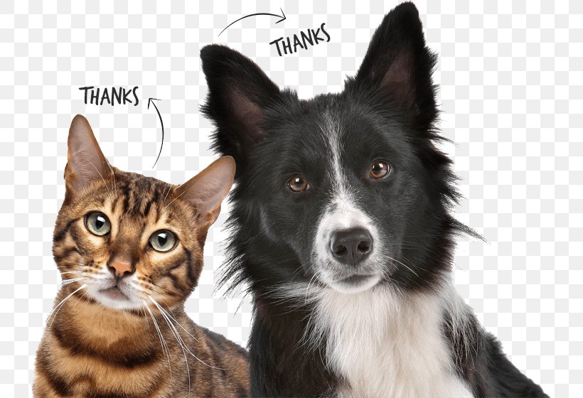 Dog–cat Relationship Dog–cat Relationship Pet Microchip Implant, PNG, 731x560px, Cat, Border Collie, Cat Like Mammal, Cat Meat, Cats Dogs Download Free