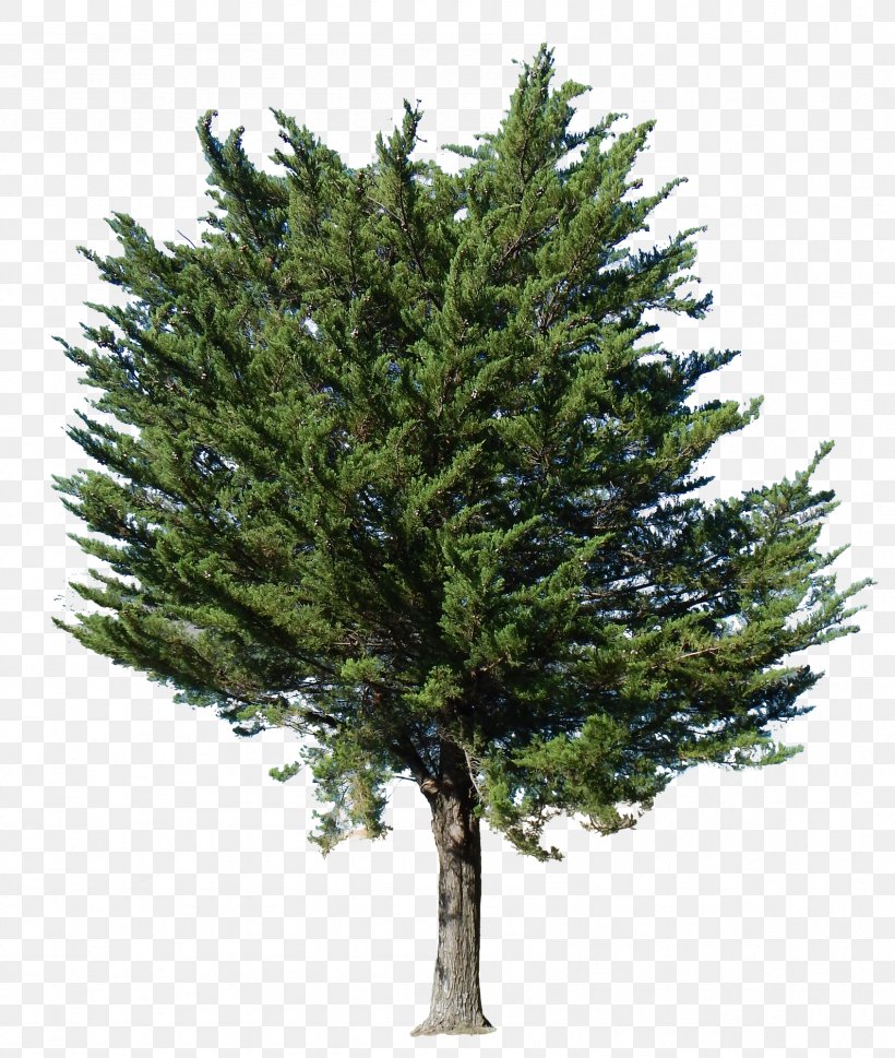 Fir Tree Transparency English Yew Pine, PNG, 1691x2000px, Fir, Biome, Box, Branch, Buxus Sempervirens Download Free