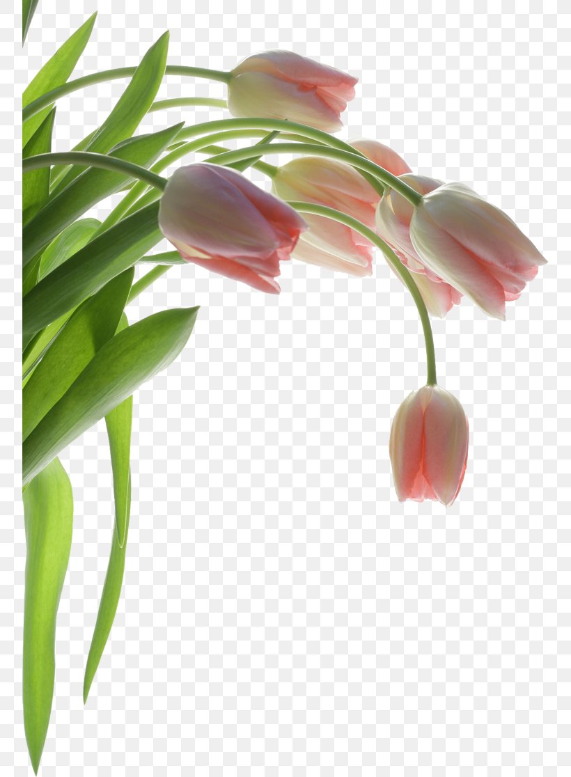 Paper Tulip Wall Flower Wallpaper, PNG, 756x1116px, Paper, Aliexpress, Floral Design, Flower, Gratis Download Free