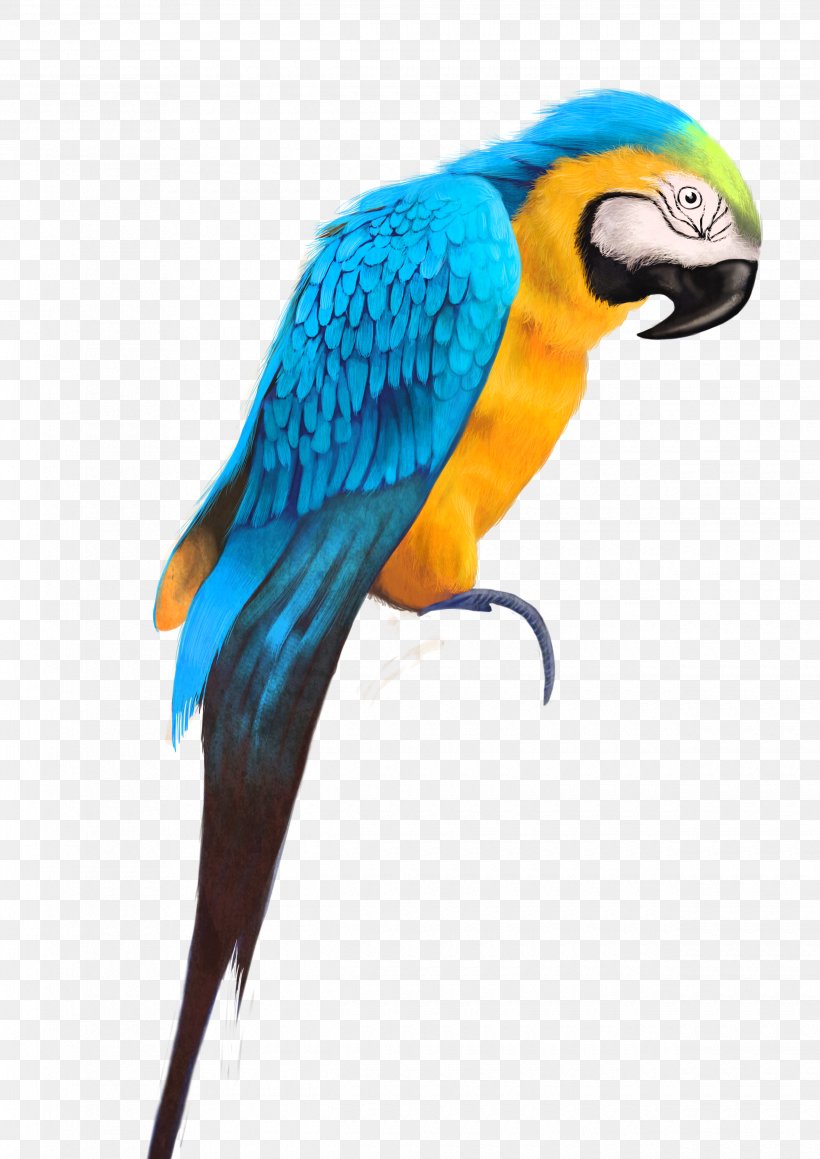 Parrot Bird Watercolor Painting Drawing, PNG, 2480x3508px, Parrot, Aliexpress, Art, Beak, Bird Download Free