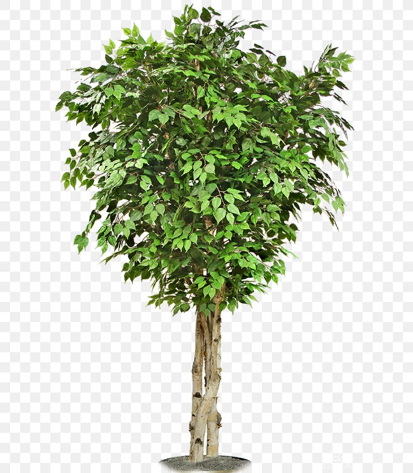 Tree Clip Art, PNG, 600x940px, Tree, Acer Campestre, Branch, Flowerpot, Houseplant Download Free