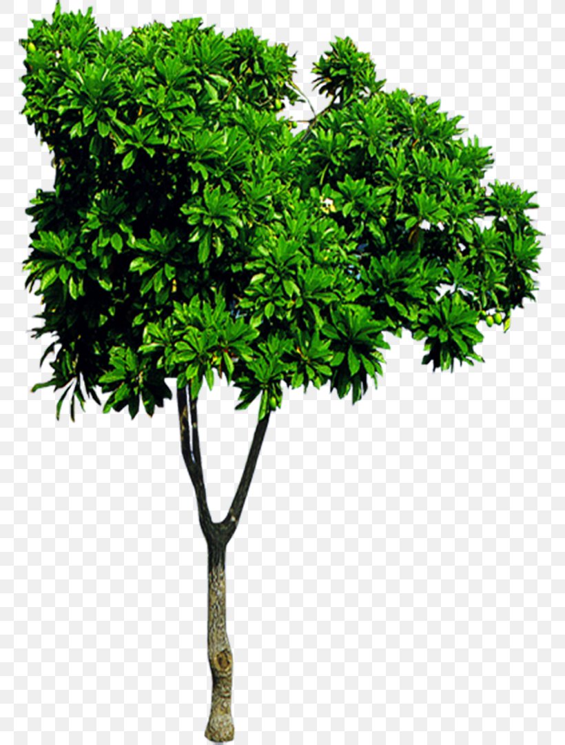 Bushes, PNG, 765x1080px, Tree, Branch, Computer Graphics, Evergreen, Flowerpot Download Free