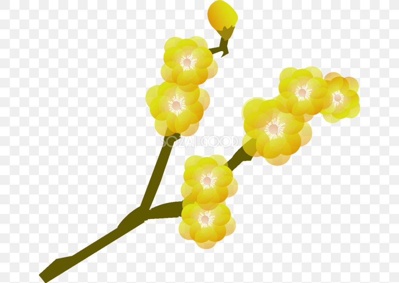 Chimonanthus Praecox Plum Blossom Plant, PNG, 660x582px, Chimonanthus Praecox, Branch, Chimonanthus, Flower, Food Download Free