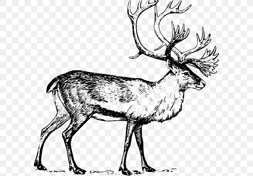 Deer Drawing Art Clip Art, PNG, 600x570px, Deer, Antler, Art, Black And White, Boreal Woodland Caribou Download Free