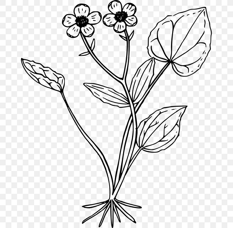 Drawing Ranunculus Glaberrimus Clip Art, PNG, 673x800px, Drawing, Black And White, Branch, Buttercup, Cut Flowers Download Free