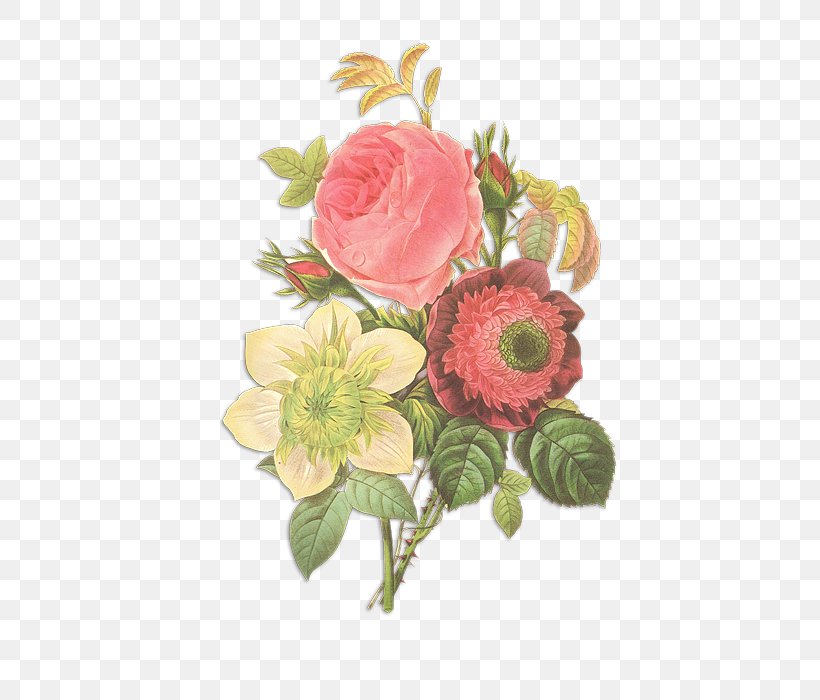 Floral Design Botanical Illustration Rose Flower, PNG, 520x700px, Floral Design, Art, Artificial Flower, Botanical Illustration, Botany Download Free