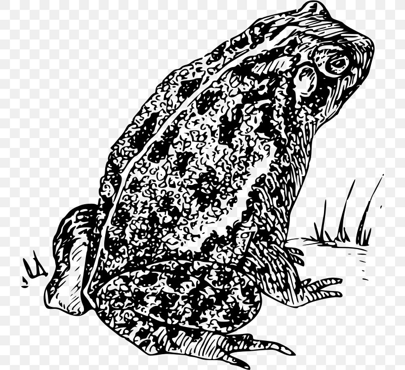 Frog Amphibian Clip Art, PNG, 736x750px, Frog, American Toad, Amphibian, Art, Black And White Download Free