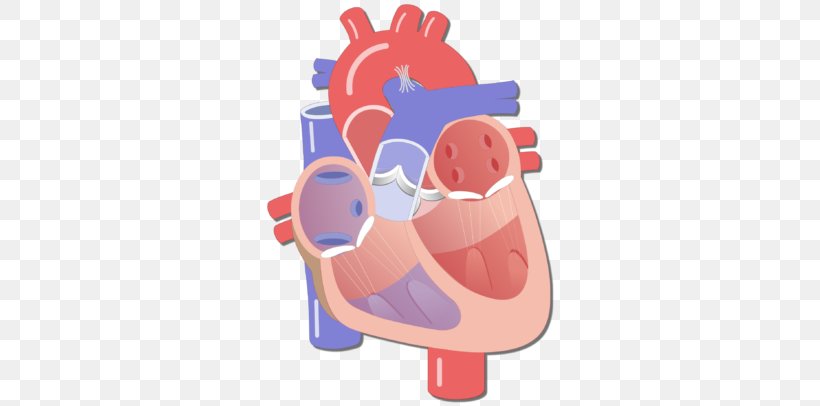 Heart Valve Circulatory System Human Body Electrical Conduction System Of The Heart, PNG, 770x406px, Watercolor, Cartoon, Flower, Frame, Heart Download Free