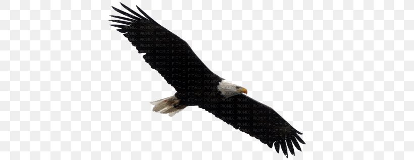 Bald Eagle White-tailed Eagle Bird Clip Art, PNG, 400x317px, Bald Eagle, Accipitriformes, Beak, Bird, Bird Of Prey Download Free